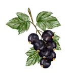 Blackcurrant