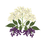 Elderflower