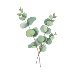 Eucalyptus