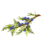 Juniper