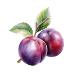 Plum