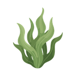 Seaweed