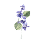 Violet