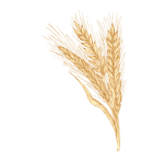 Wheat